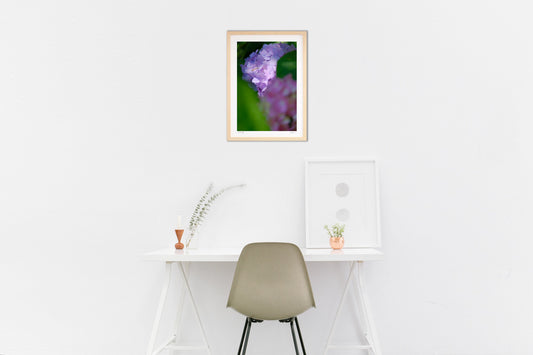 赤ちゃんカマキリと木陰のアジサイ