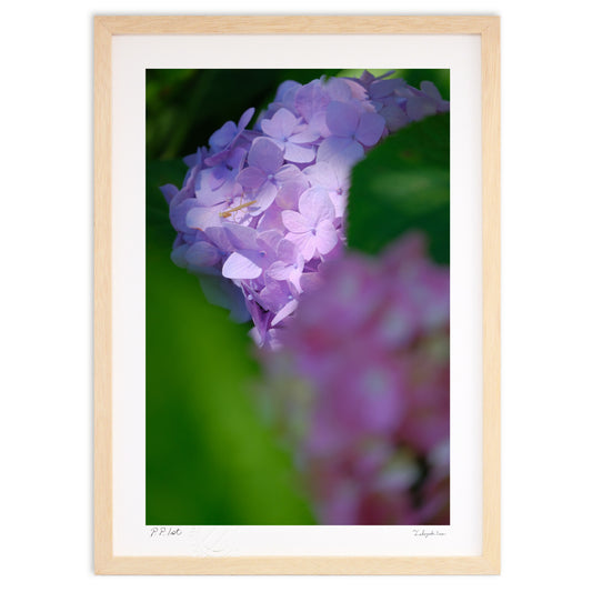 赤ちゃんカマキリと木陰のアジサイ