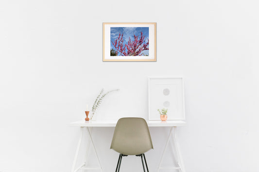 青空に広がる花。