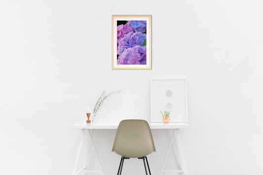 アジサイのグラデーション