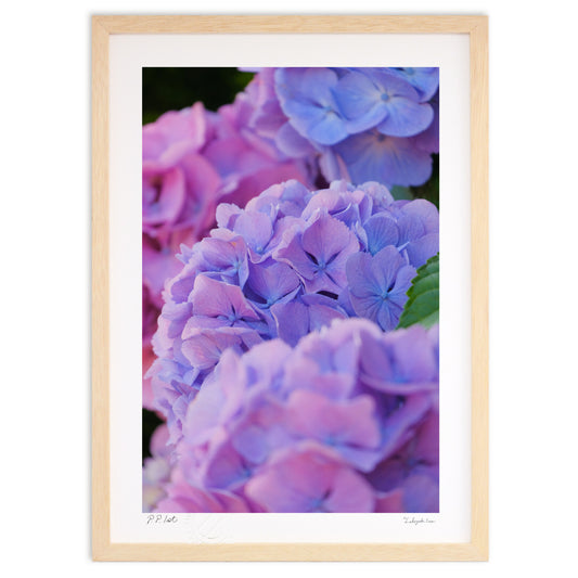 アジサイのグラデーション