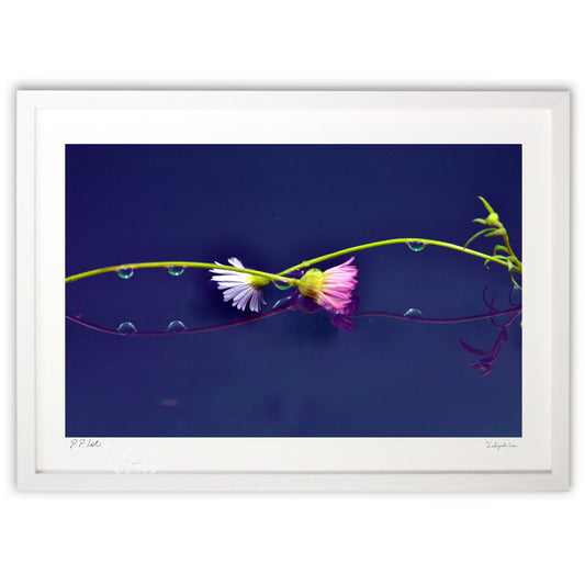 対称形の美しさ