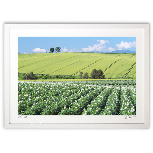 じゃがいもの花咲く丘