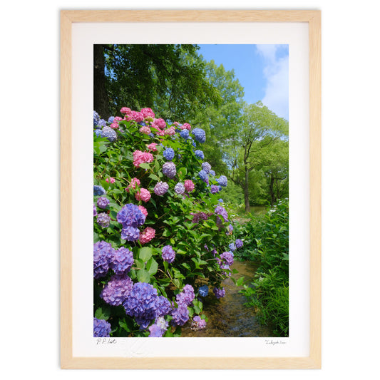 せせらぎの紫陽花