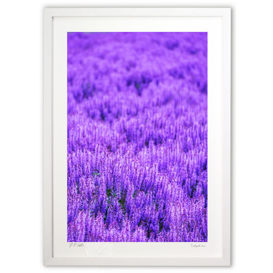 北海道のキャットミント