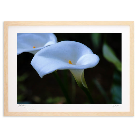 白無垢の様な白色に魅惑される。