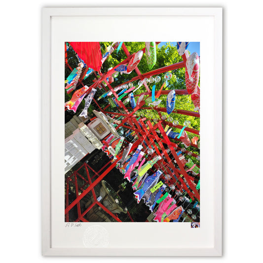 圧倒的鯉のぼり