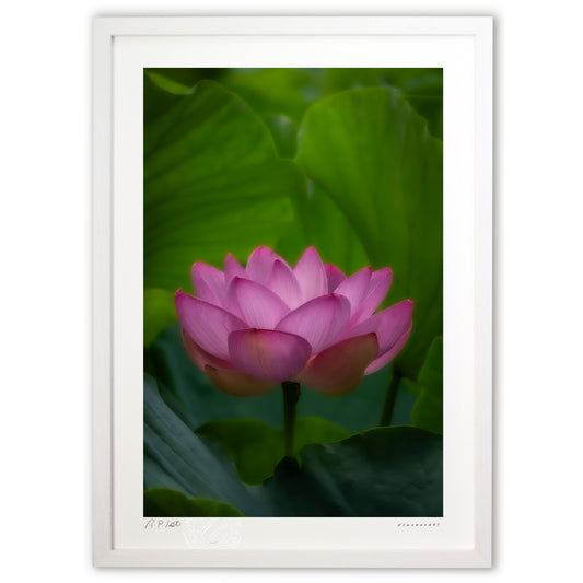 たたずむ蓮の花