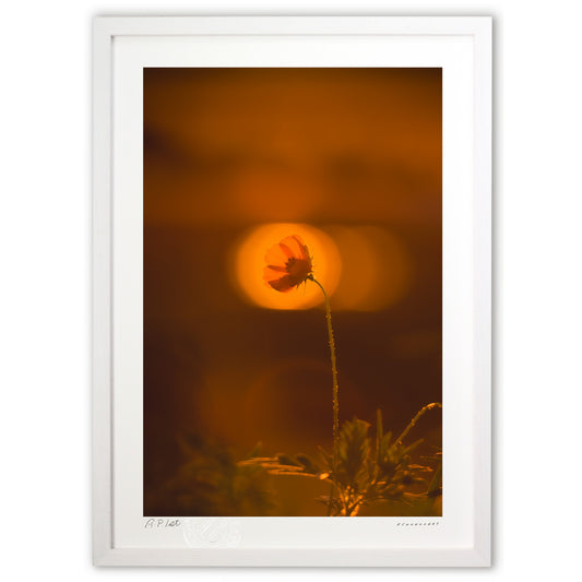 夕暮れのキバナコスモス