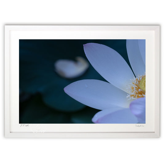 北見北限のハス