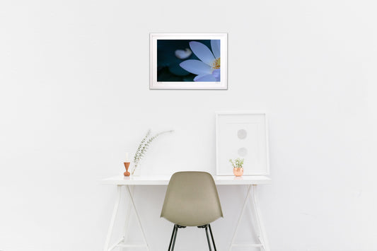 北見北限のハス