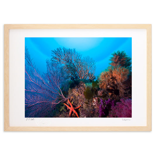 色鮮やかな水中風景