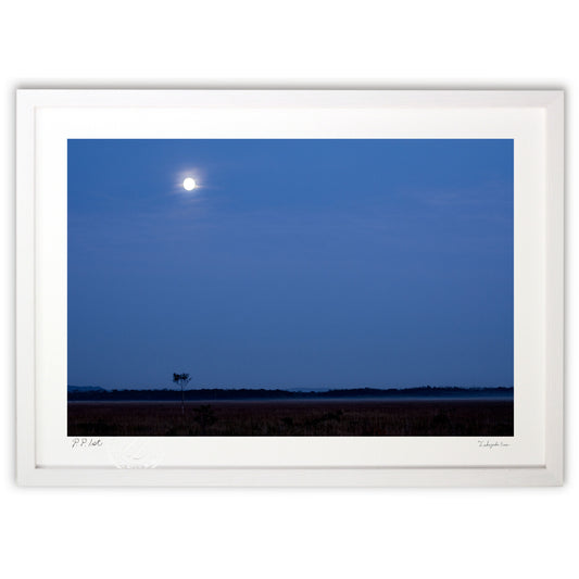 釧路湿原に昇る月