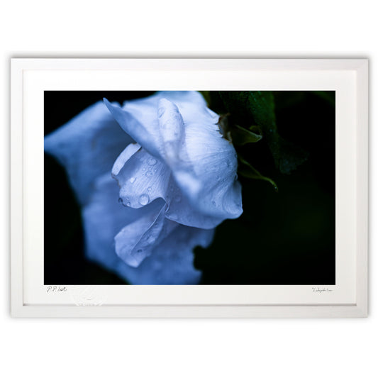 雨上がりとハマナスの花