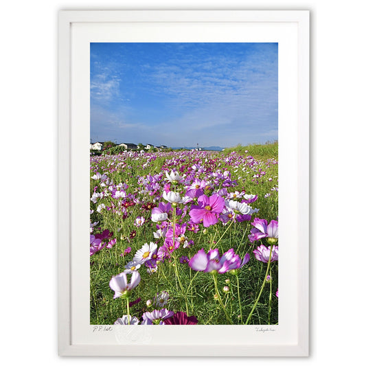 河岸のコスモス