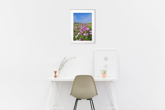 河岸のコスモス