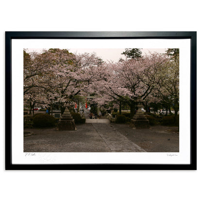 雲空桜咲く