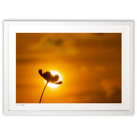 夕暮れのコスモス