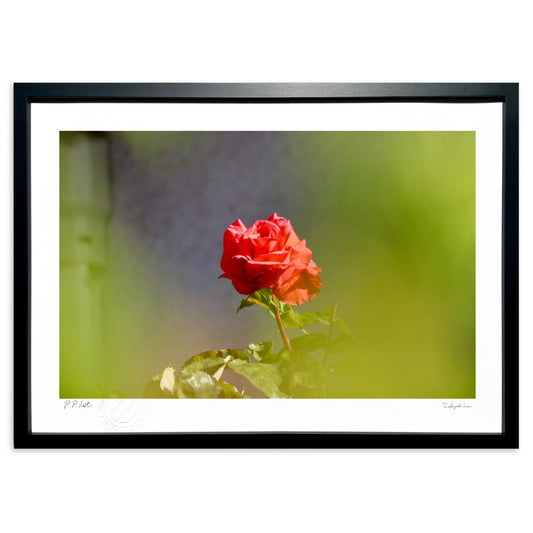 君にひとめぼれ