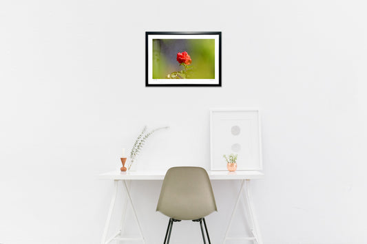 君にひとめぼれ