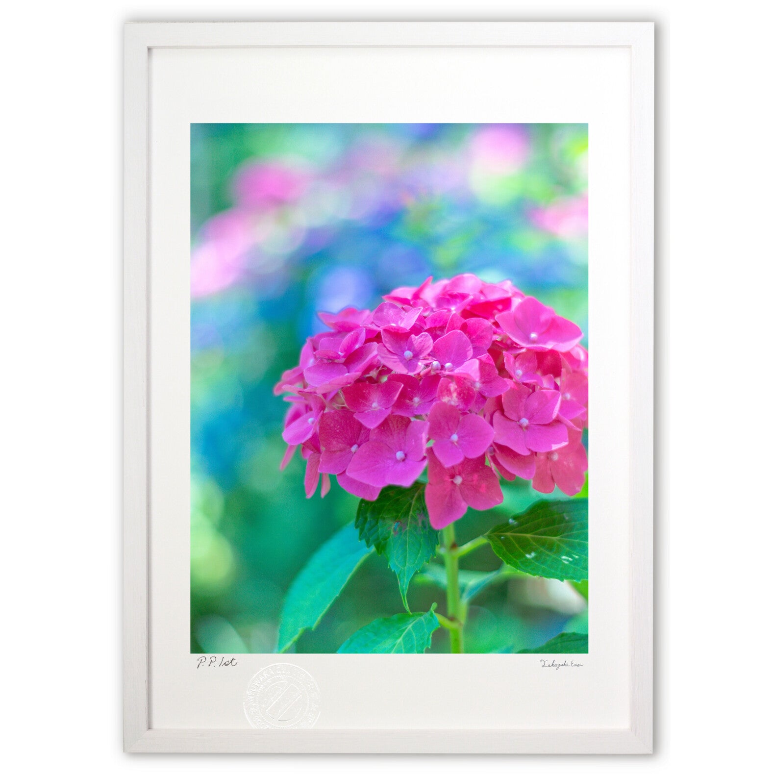 可愛らしい紫陽花 – 絵画や壁飾り販売｜風景投稿販売あゆわら(R)