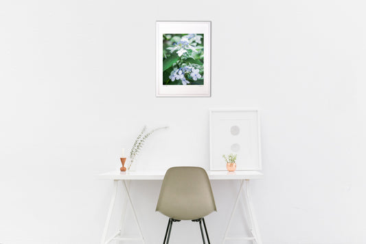 涼しげな紫陽花