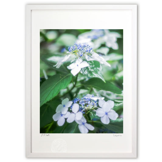 涼しげな紫陽花