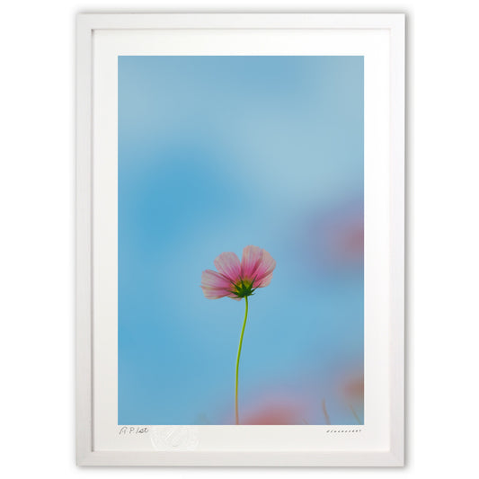 背伸びのこすもす