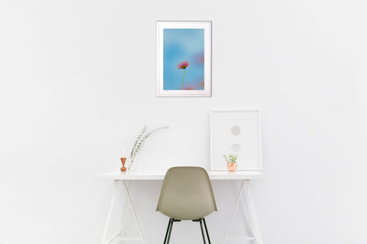 背伸びのこすもす