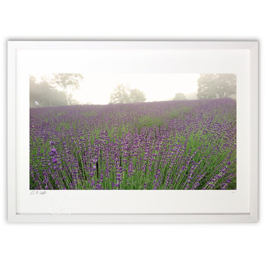 ラベンダーの丘