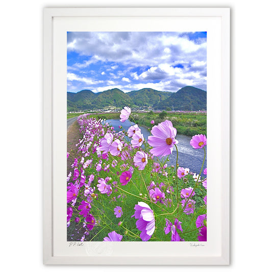 風にたなびくコスモス