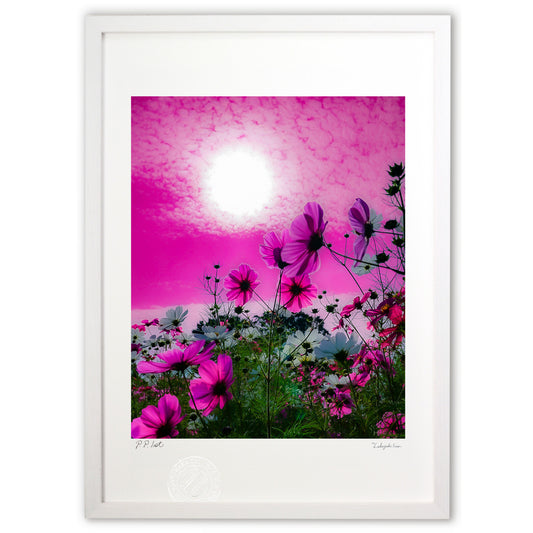 ピンク色の世界