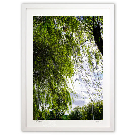 揺れる柳のカーテン