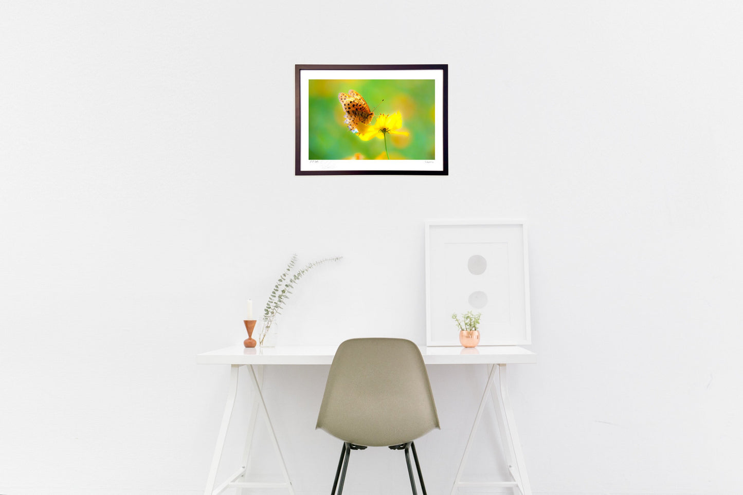 Butterfly (Indian fritillary) and cosmos