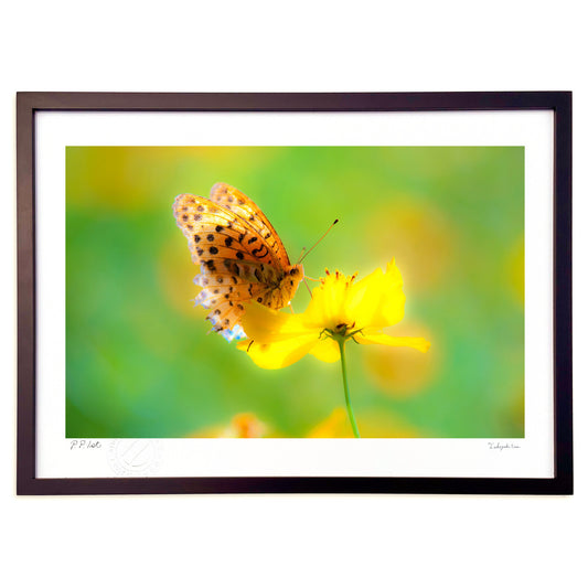 蝶（ツマグロヒョウモン）とコスモス