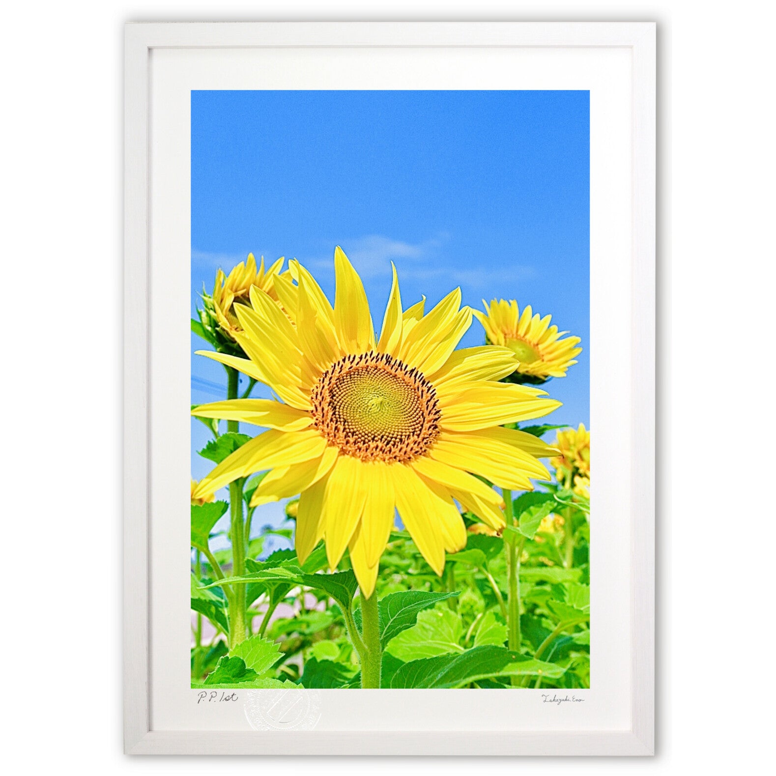青空とひまわり – 絵画や壁飾り販売｜風景投稿販売あゆわら(R)