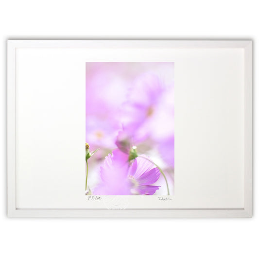 ピンクのコスモス