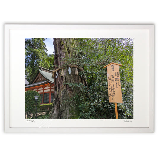 香取神宮御神木