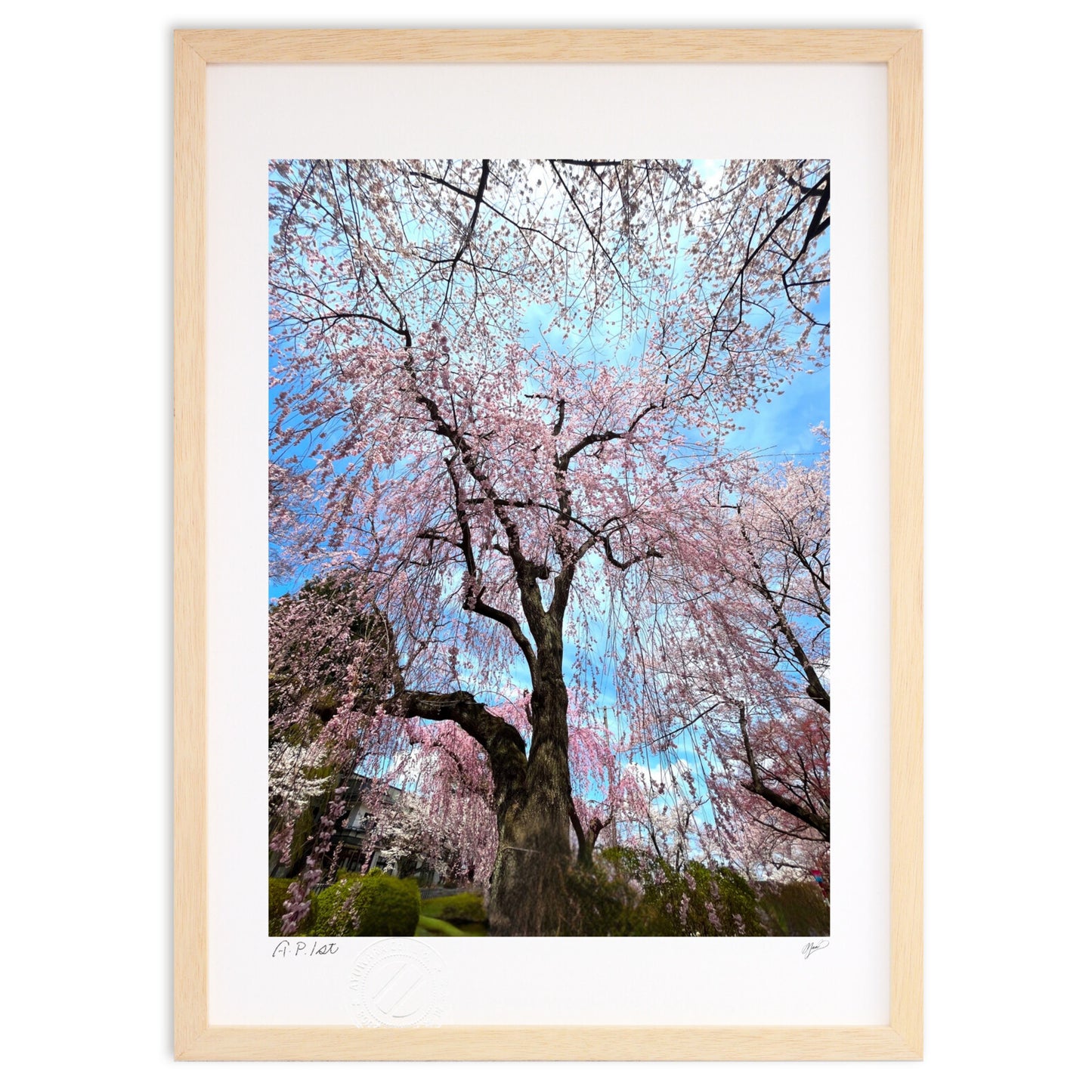 晴天の枝垂れ桜 東北の春便り