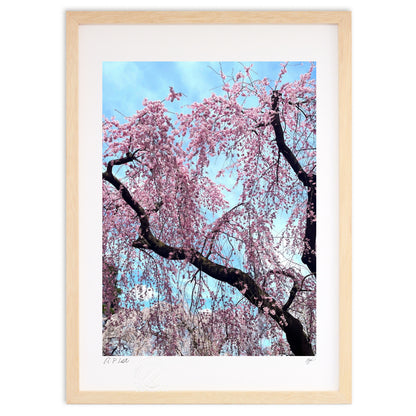 咲き誇る枝垂れ桜 水沢公園の春景