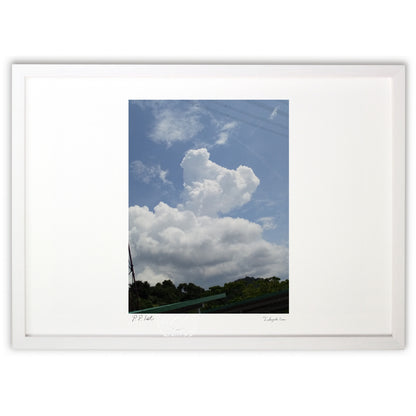 写真  コアラorベア  入道雲