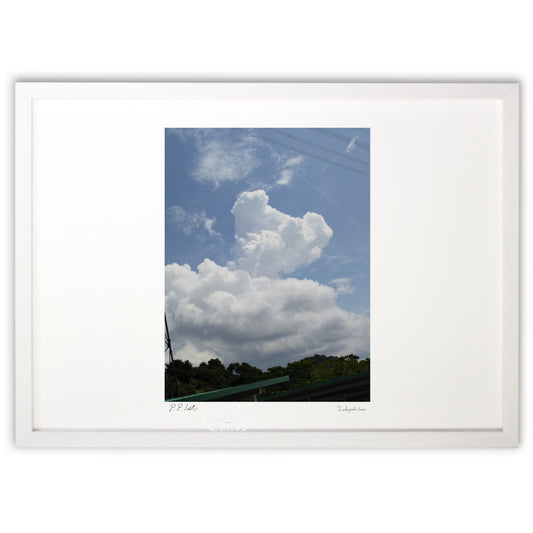 写真  コアラorベア  入道雲