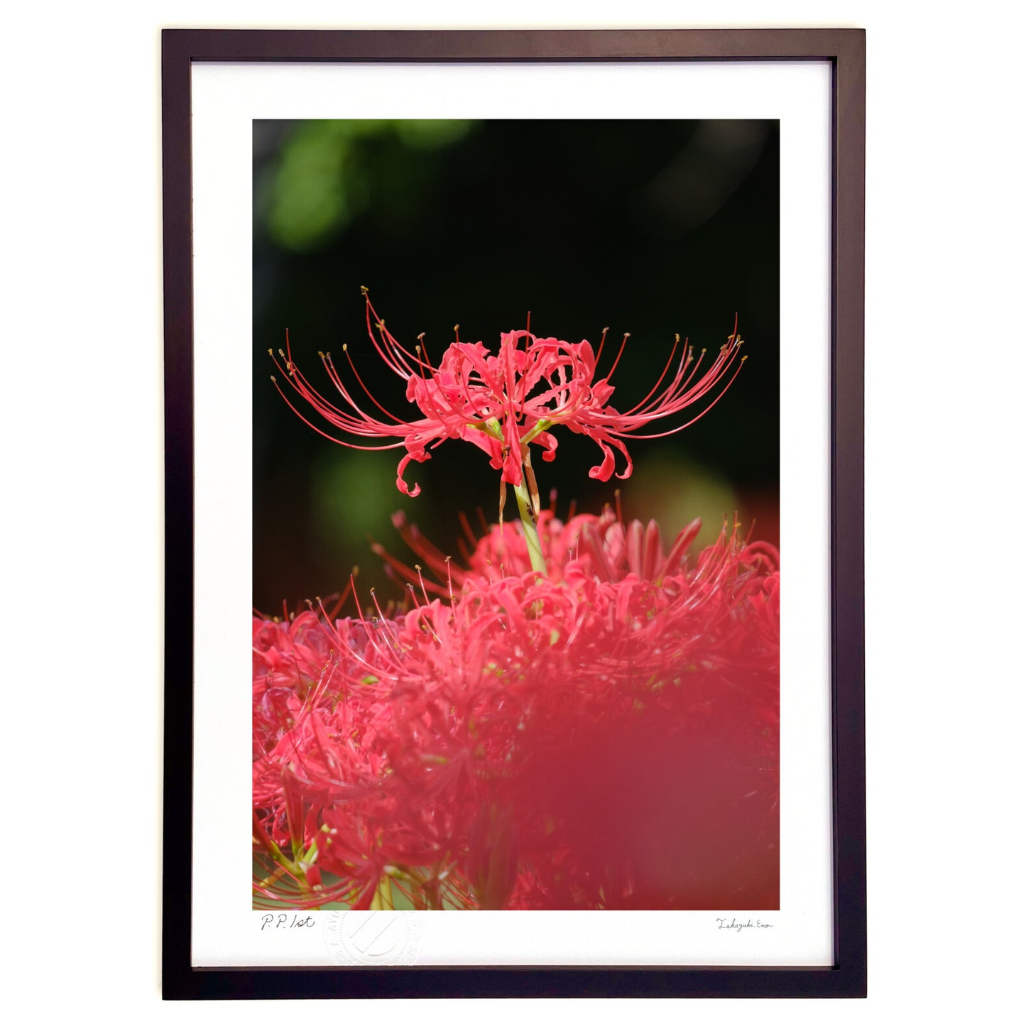 木漏れ日と彼岸花