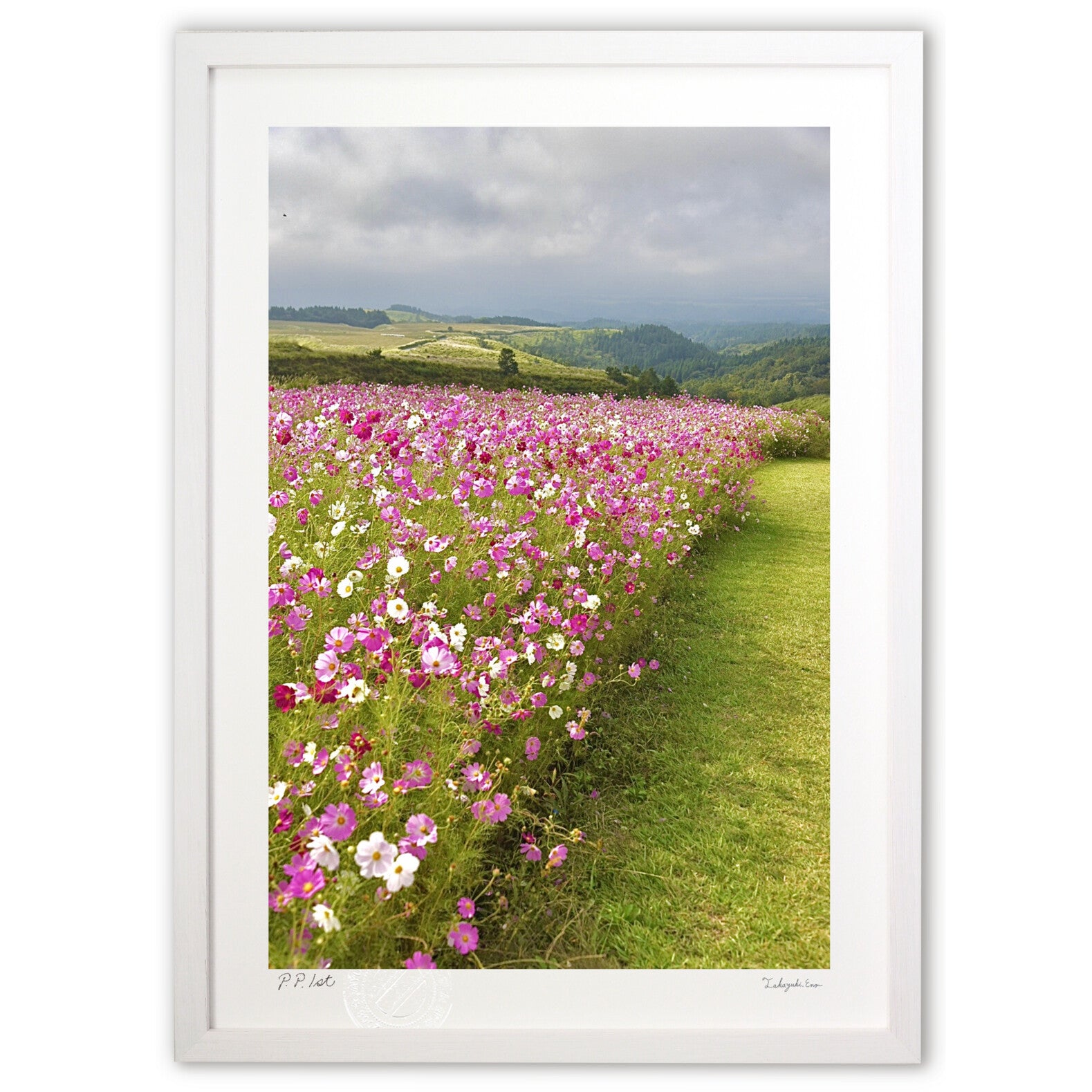 コスモス園 – 絵画や壁飾り販売｜風景投稿販売あゆわら(R)
