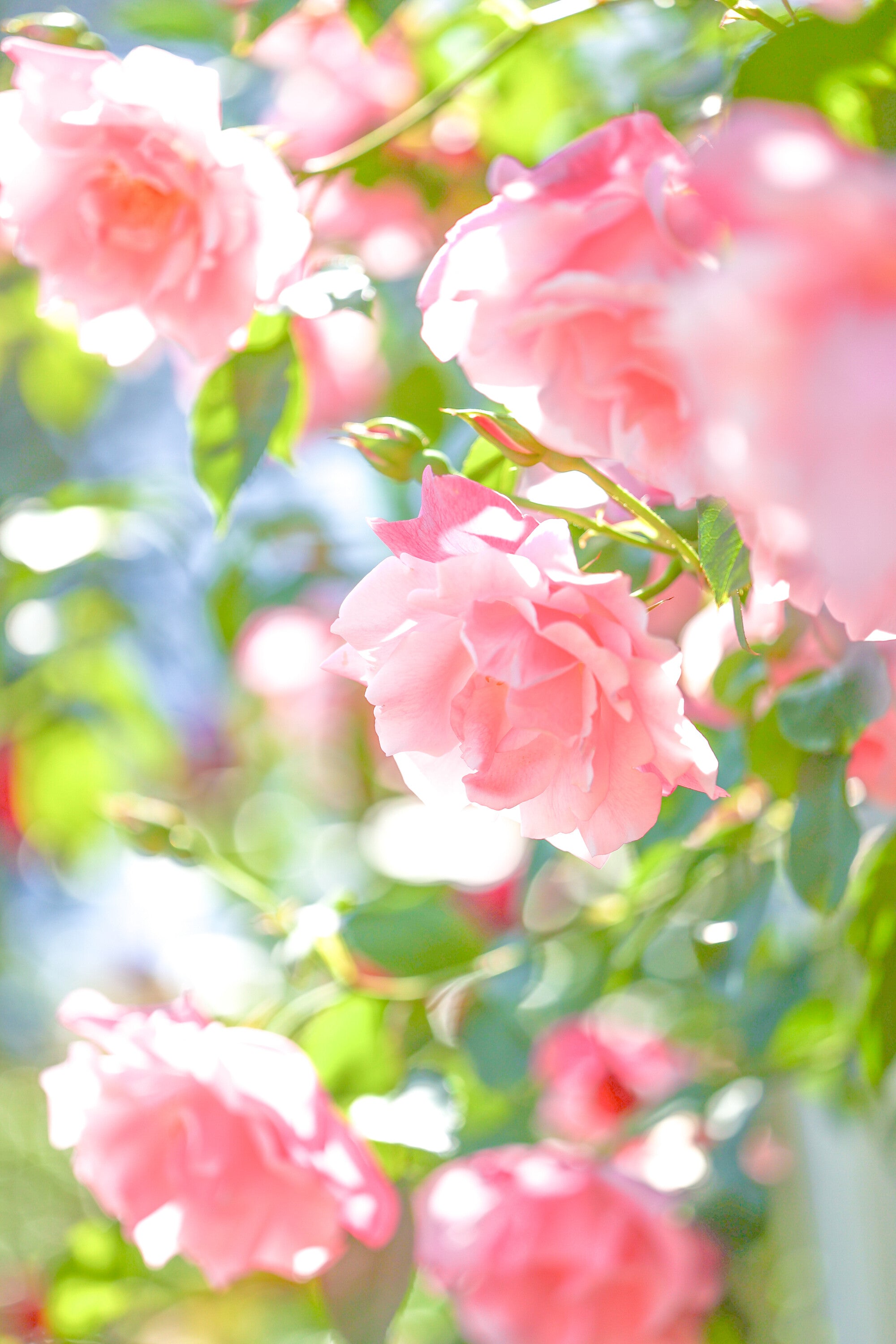 恋愛運・結婚運UPの王道！ピンクのバラ – 絵画や壁飾り販売｜風景投稿