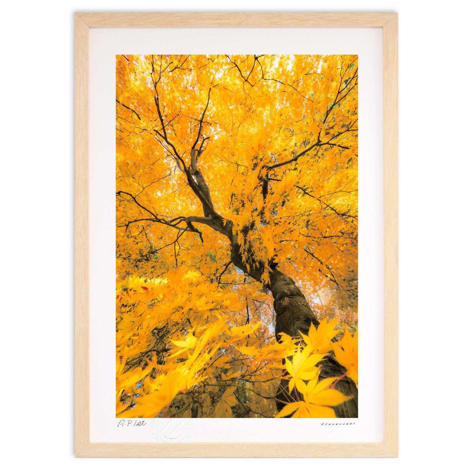黄金豊富紅葉 – 絵画や壁飾り販売｜風景投稿販売あゆわら(R)