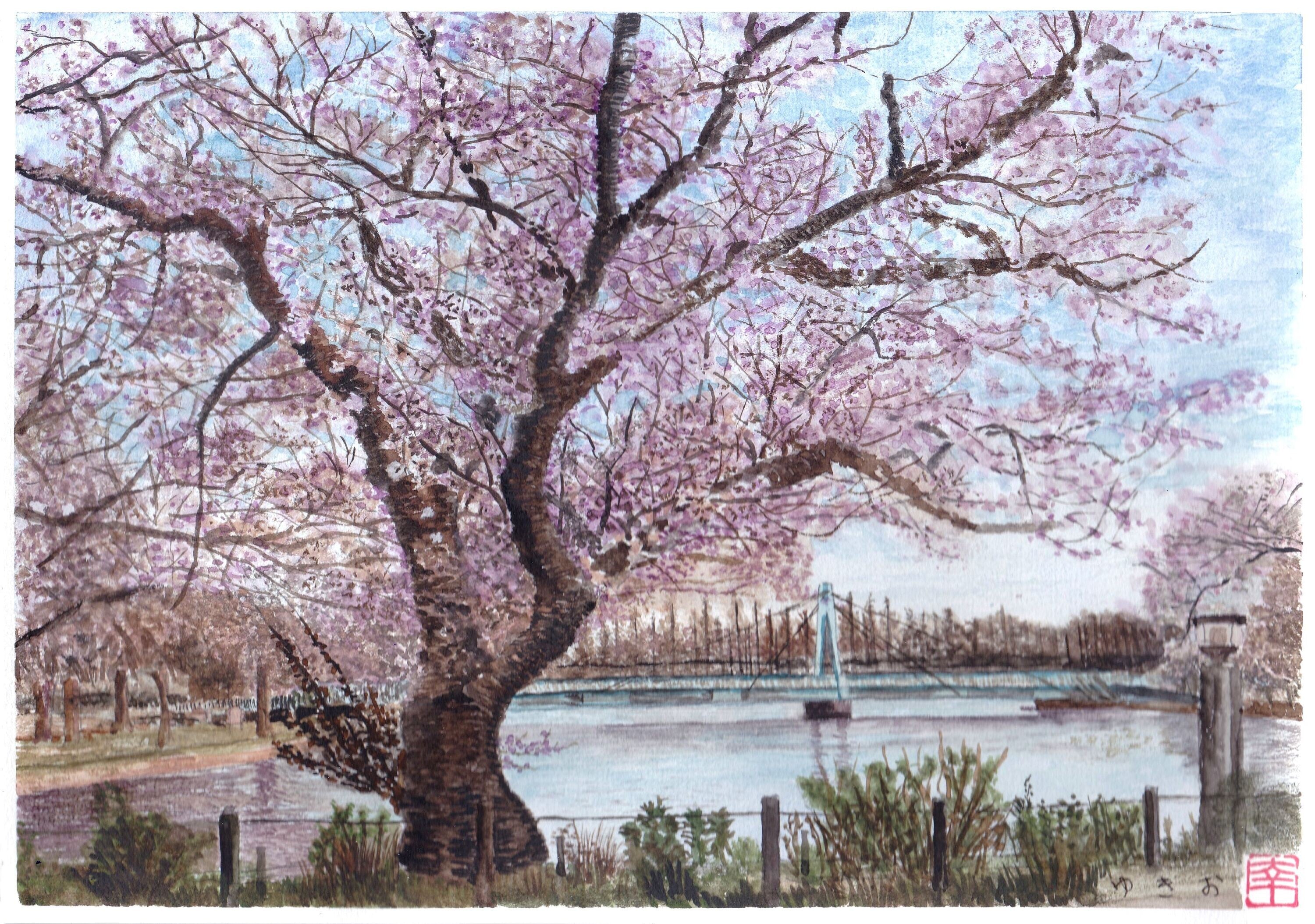 桜満開 – 絵画や壁飾り販売｜風景投稿販売あゆわら(R)