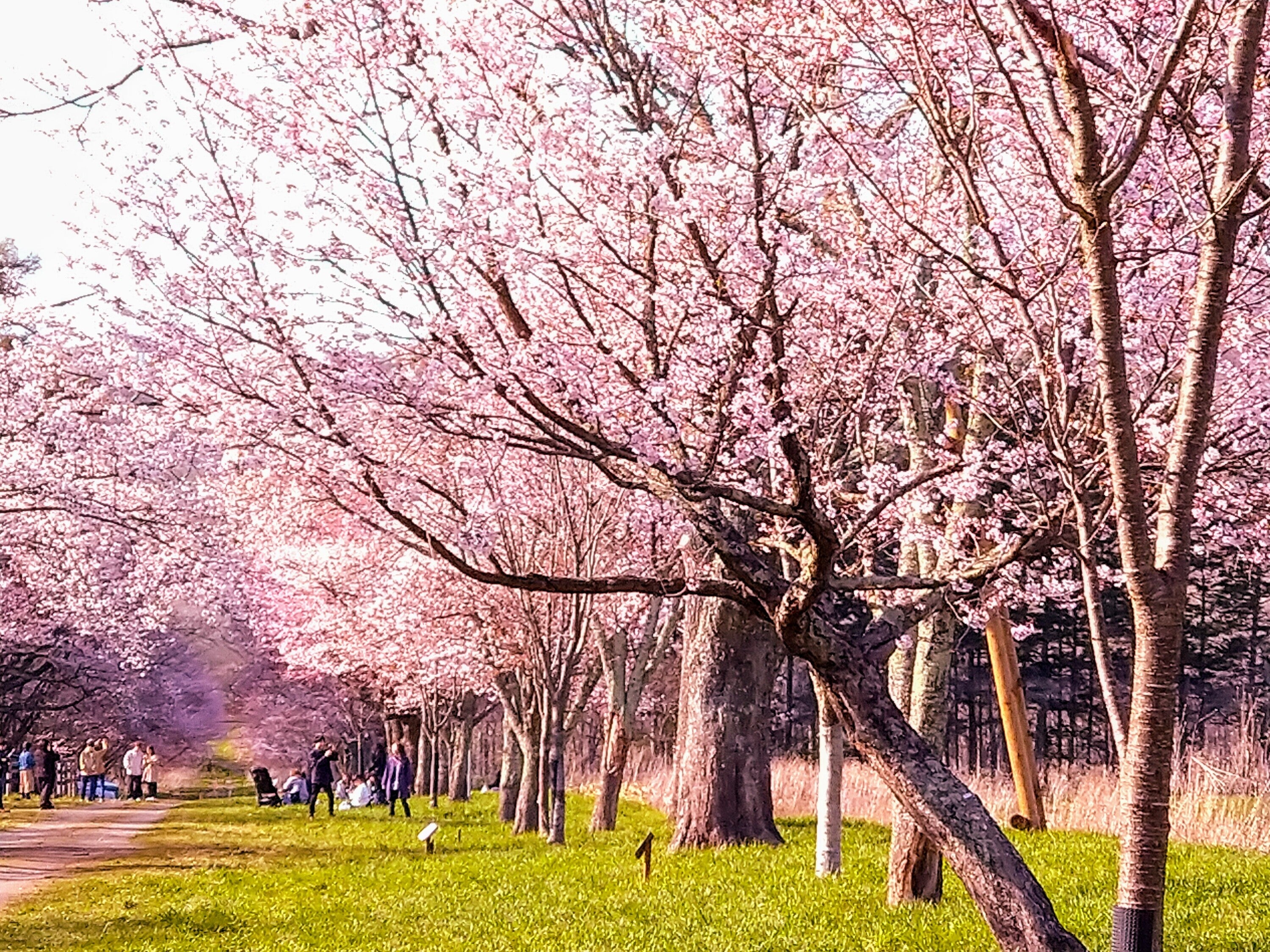桜並木 – 絵画や壁飾り販売｜風景投稿販売あゆわら(R)