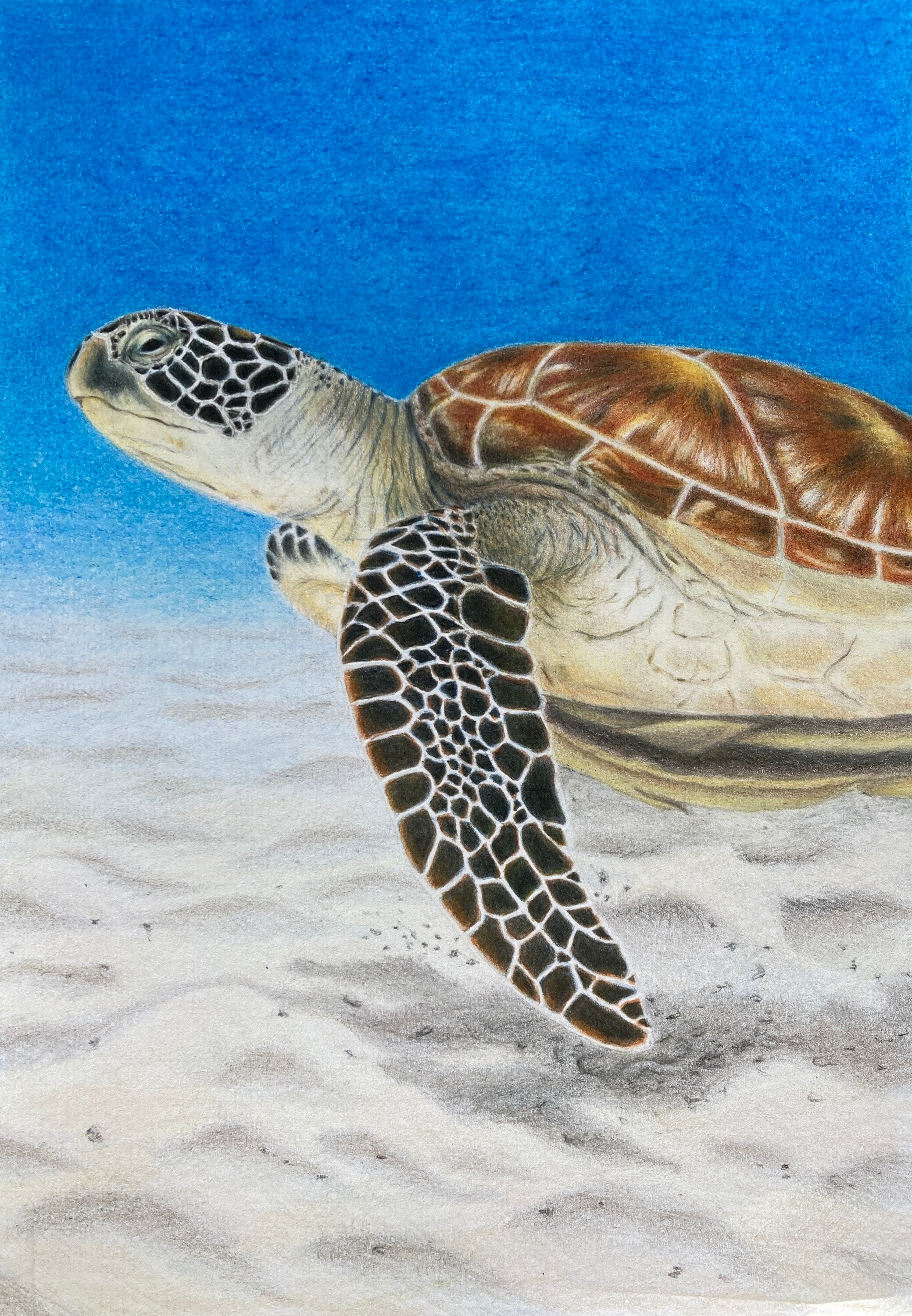 色鉛筆画 海亀 – 絵画や壁飾り販売｜風景投稿販売あゆわら(R)