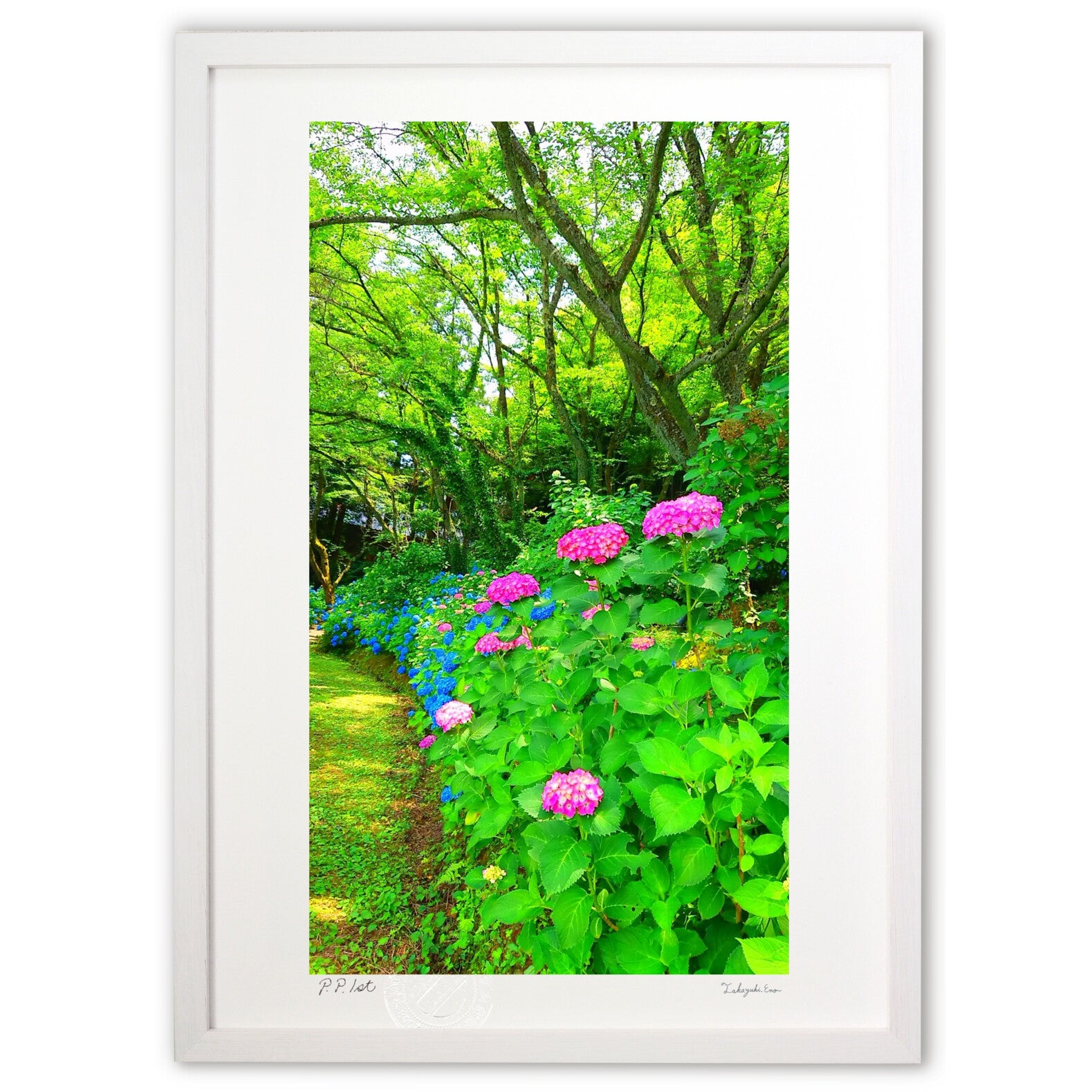 版画 初夏の緑と紫陽花 – 絵画や壁飾り販売｜風景投稿販売あゆわら(R)